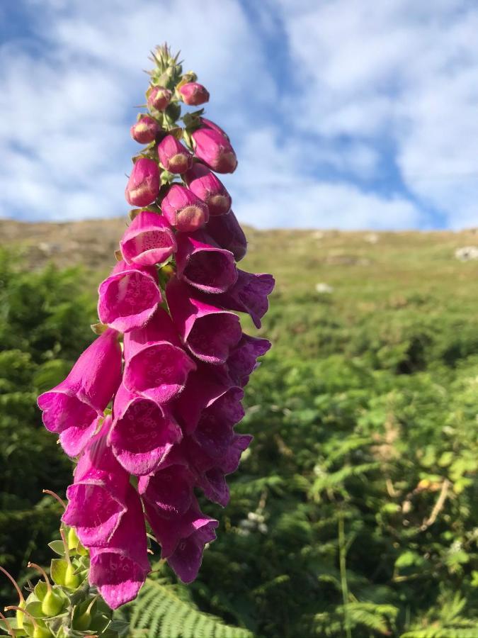 Seafield House B&B Clifden Bagian luar foto